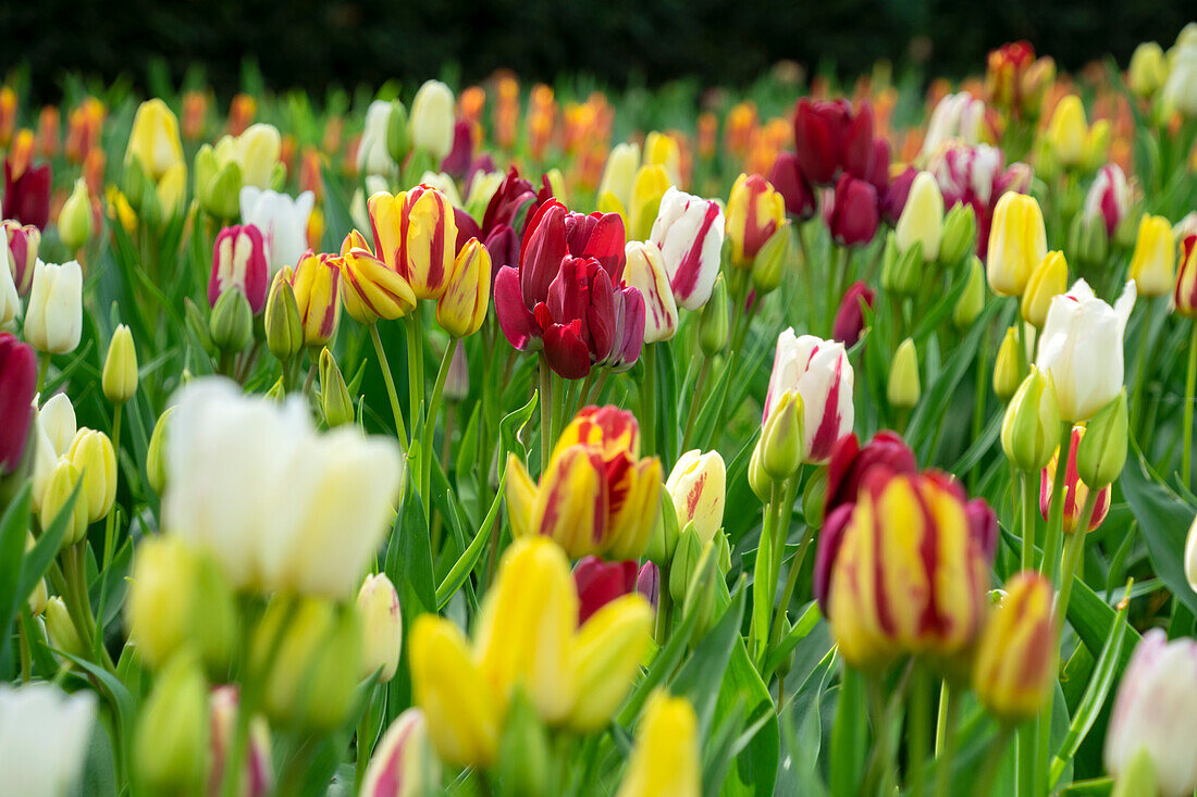 Tulpe (Tulipa) 'Club', Mischung