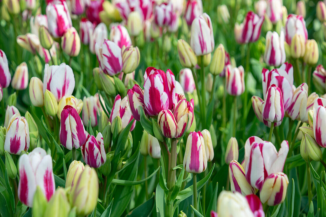 Tulpe (Tulipa) 'Flaming Club'