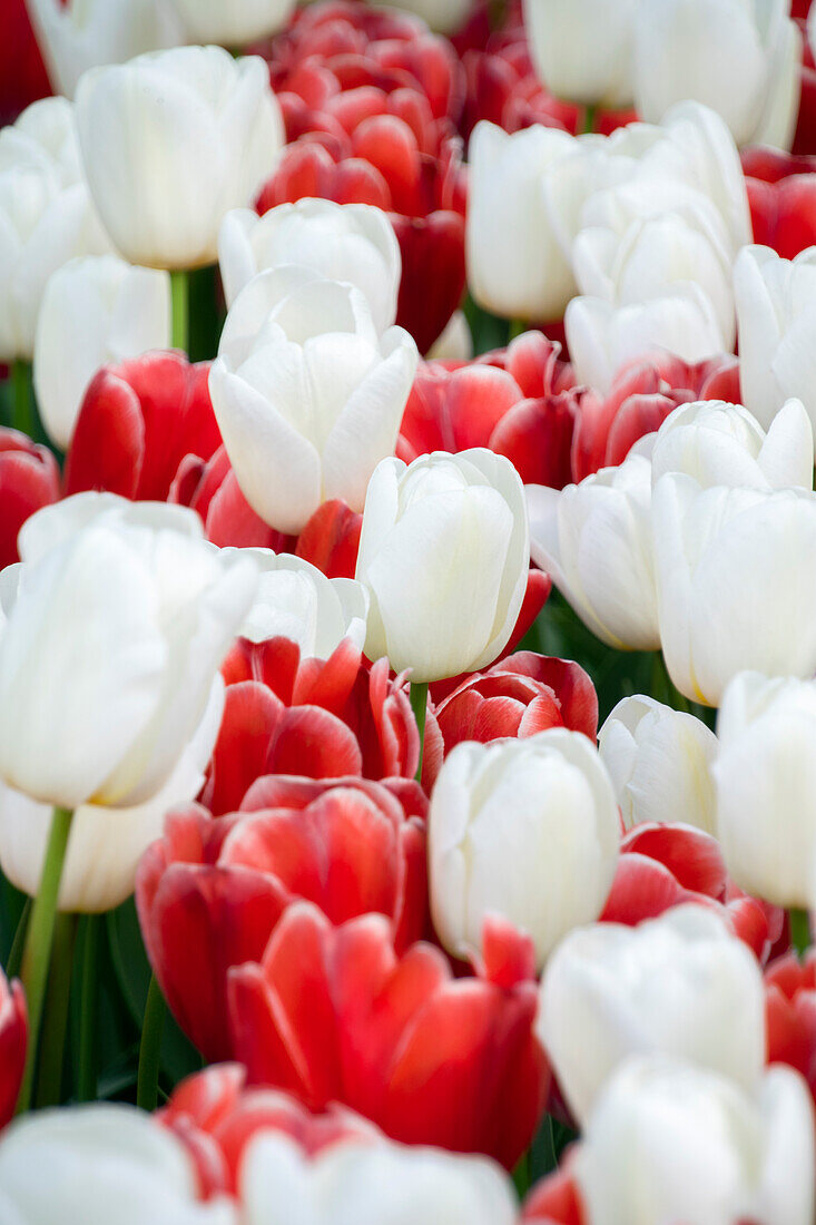 Tulpe (Tulipa) , Kombination