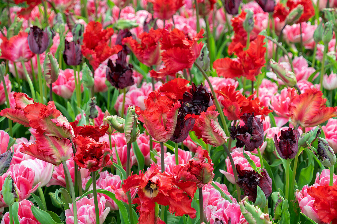 Mixed tulips