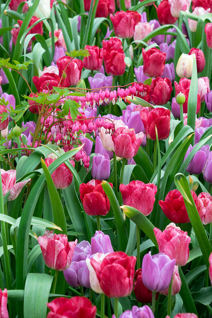 Tränendes Herz (Dicentra spectabilis), gemischte Tulpen (Tulipa)