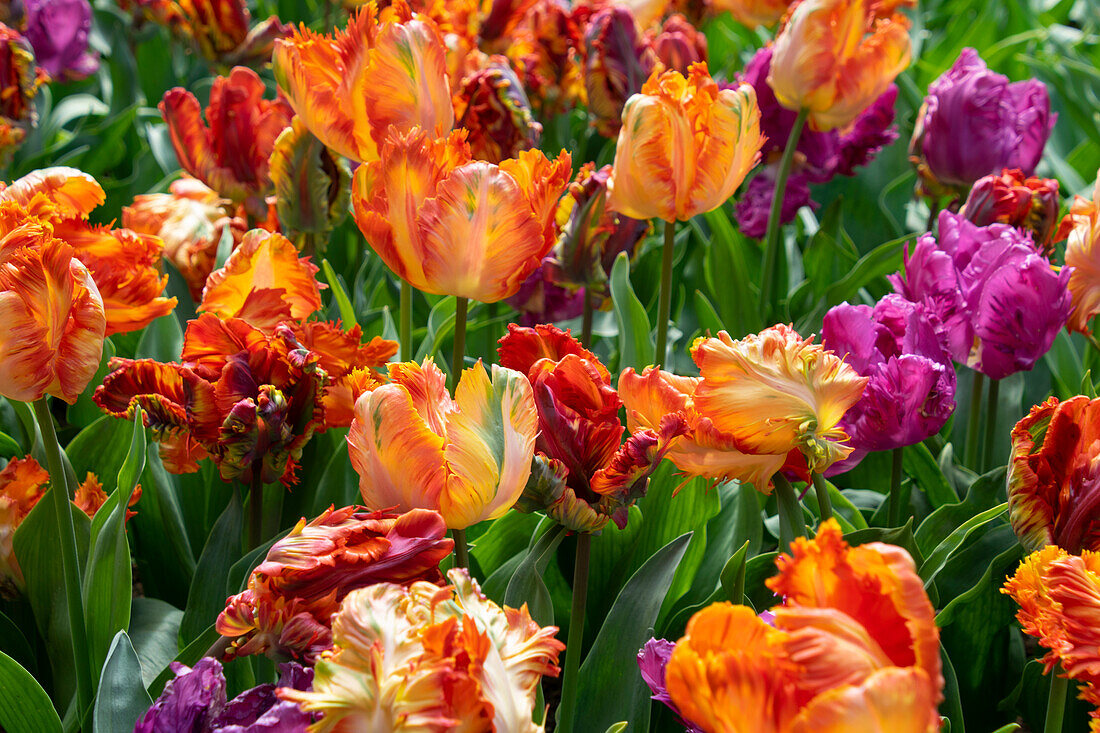 Tulpe (Tulipa) 'Parrot', Mischung