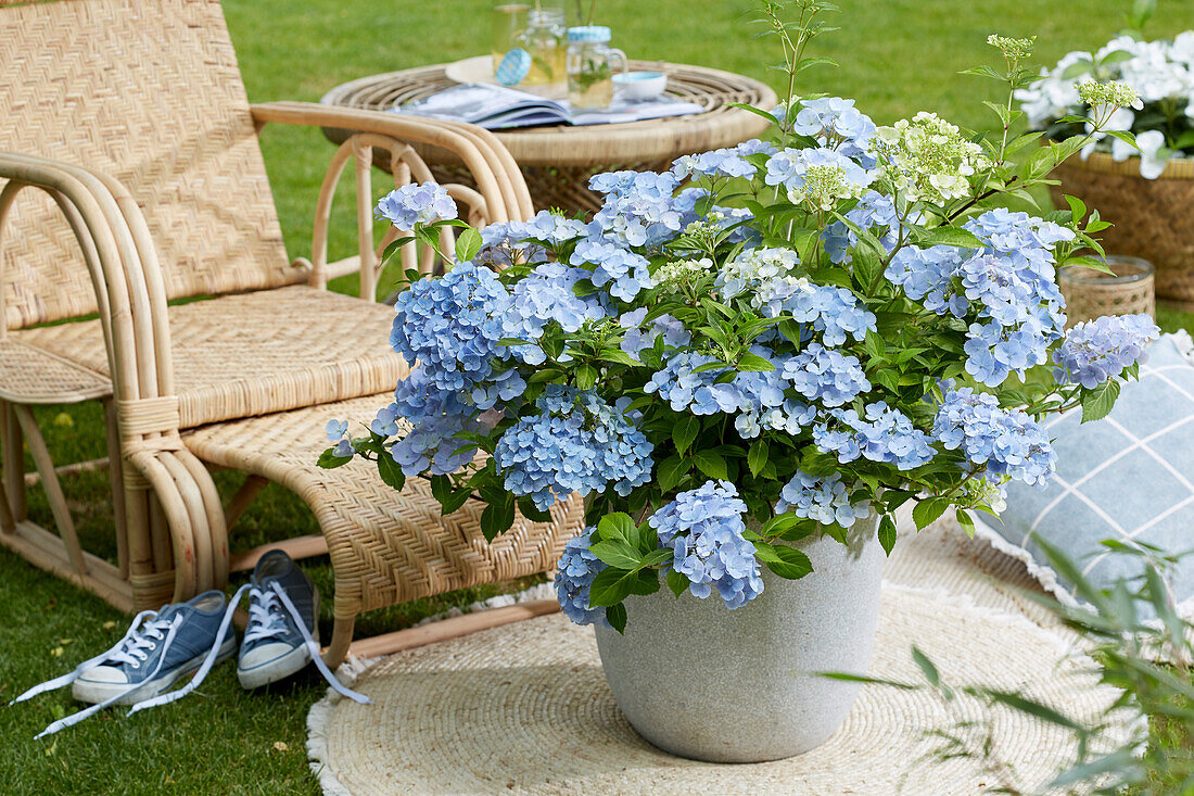 Hortensie (Hydrangea)