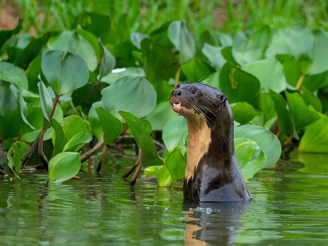 Curious adult giant river otter (Pteronura brasiliensis), at Rio Negio, Mato Grosso, Pantanal, Brazil, South America