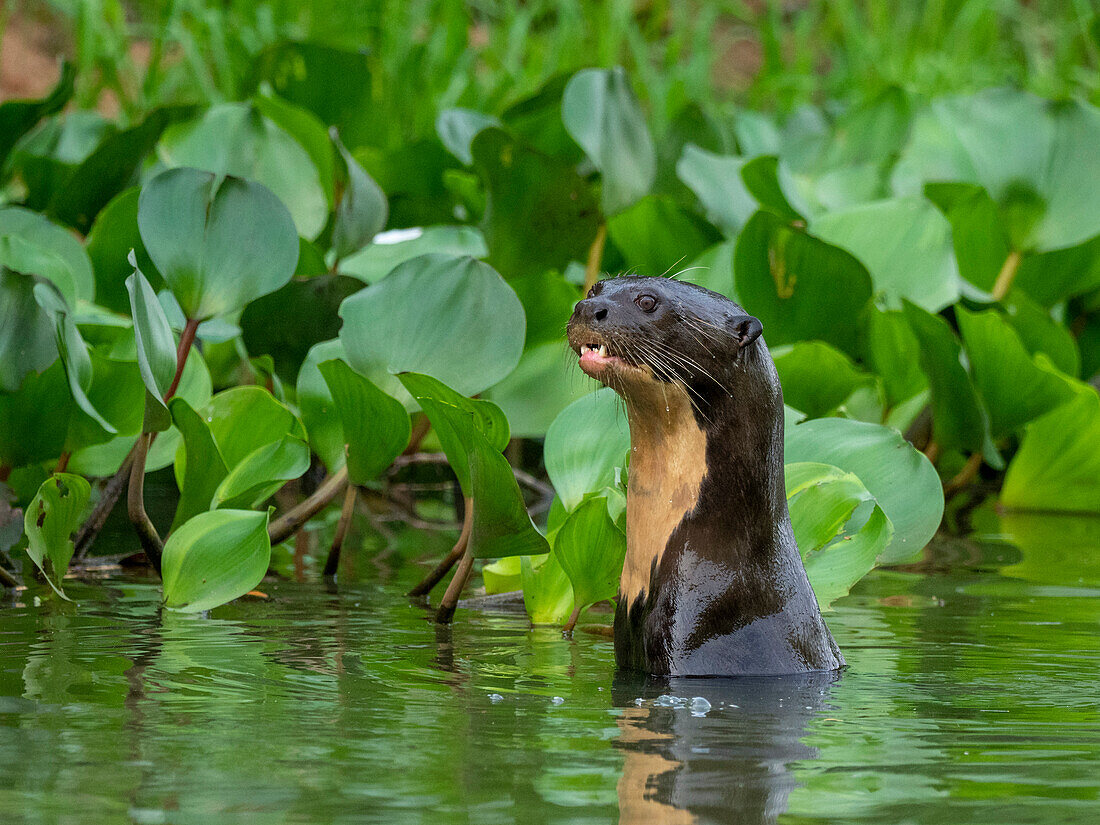 Neugieriger erwachsener Riesen-Flussotter (Pteronura brasiliensis), am Rio Negio, Mato Grosso, Pantanal, Brasilien, Südamerika