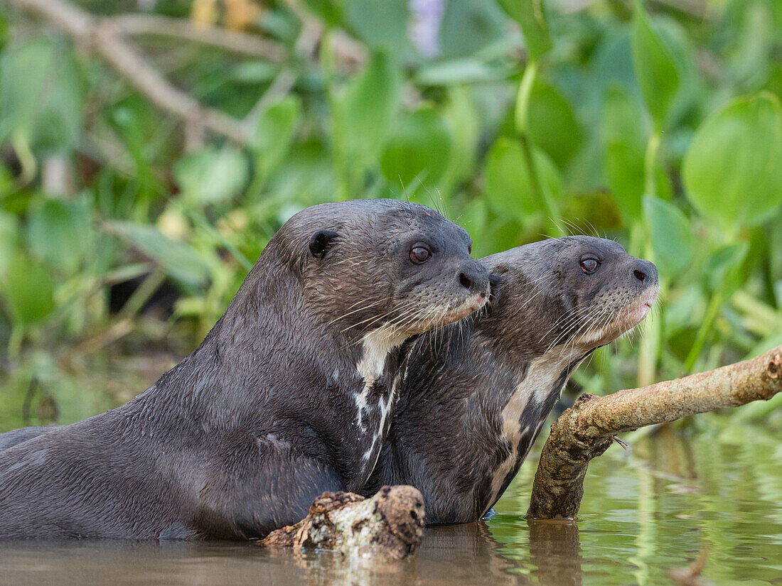A pair of adult giant river otters (Pteronura brasiliensis), on the Rio Cuiaba, Mato Grosso, Pantanal, Brazil, South America
