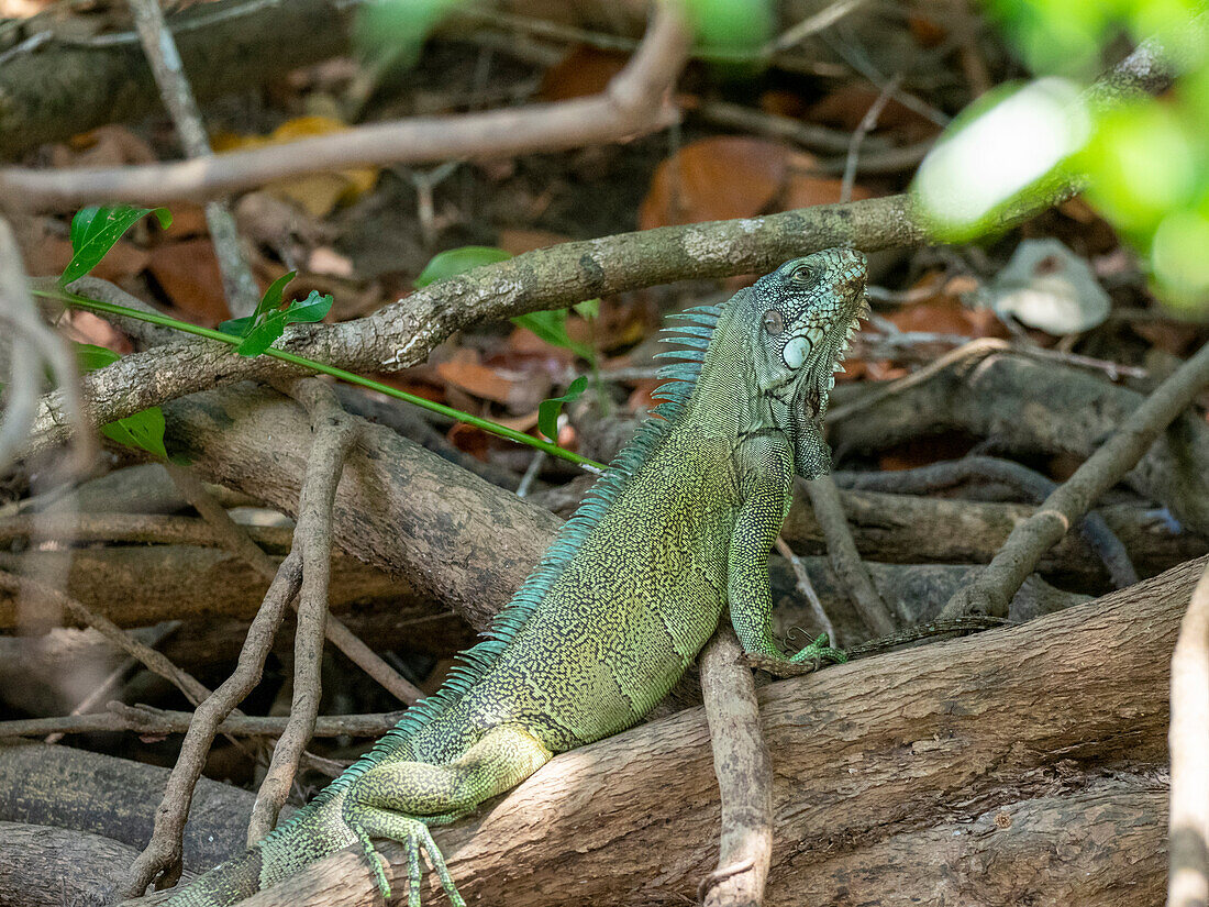 Ausgewachsener Grüner Leguan (Iguana iguana), sonnt sich am Ufer des Rio Negro, Mato Grosso, Pantanal, Brasilien, Südamerika