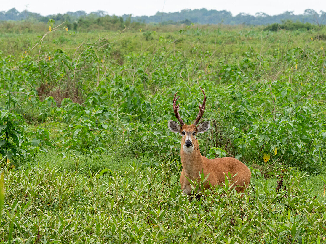 Ausgewachsener Sumpfhirsch (Blastocerus dichotomus), beim Grasen am Pouso Allegre, Mato Grosso, Pantanal, Brasilien, Südamerika