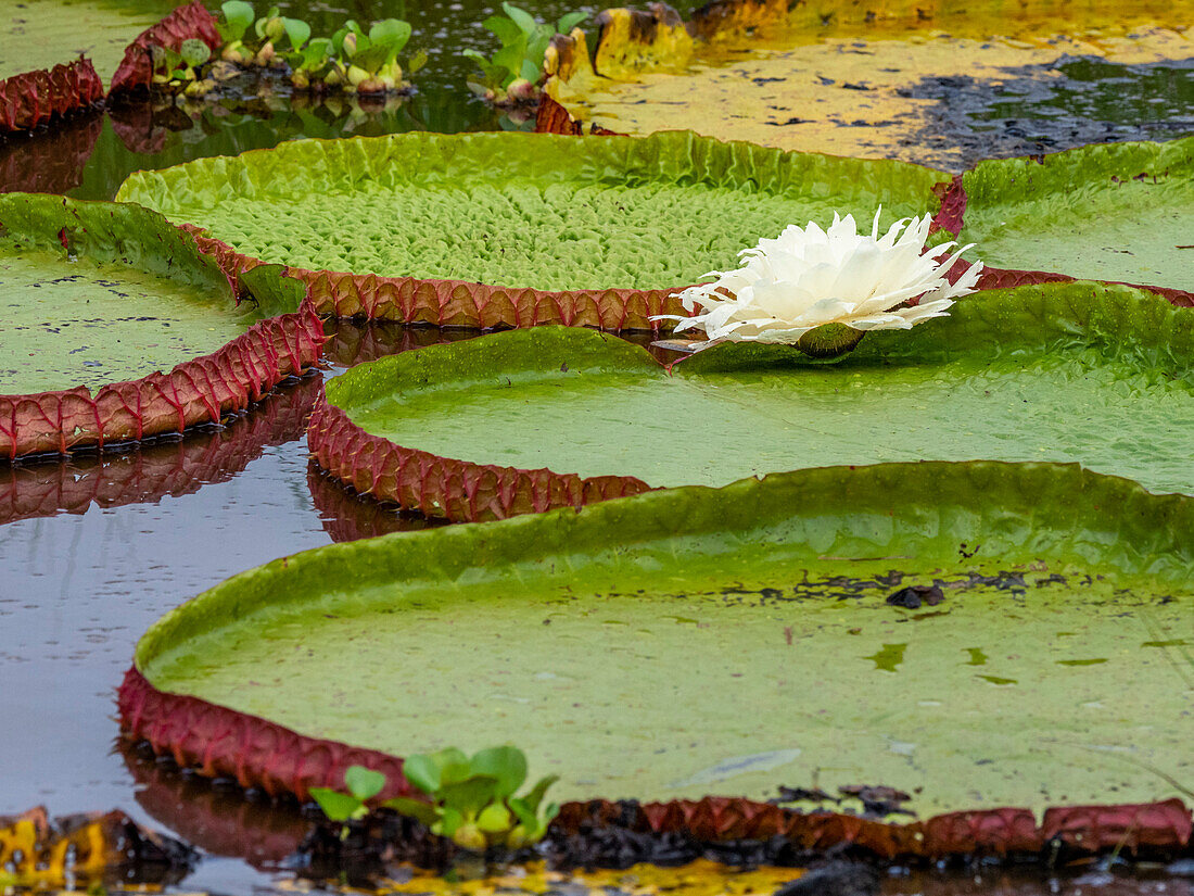 Queen Victoria's water lily (Victoria amazonica), on the Rio Pixaim, Mato Grosso, Pantanal, Brazil, South America