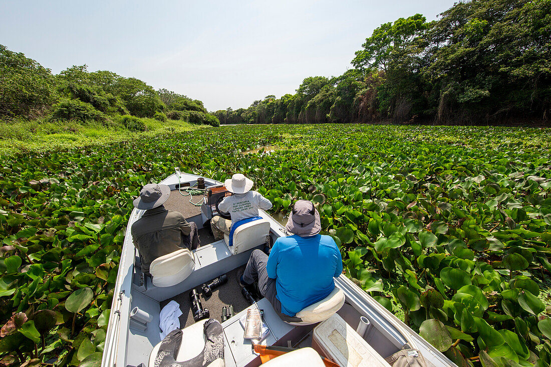 Boot fährt in ein dichtes Laubgebiet auf dem Rio Cuiaba, Mato Grosso, Pantanal, Brasilien, Südamerika