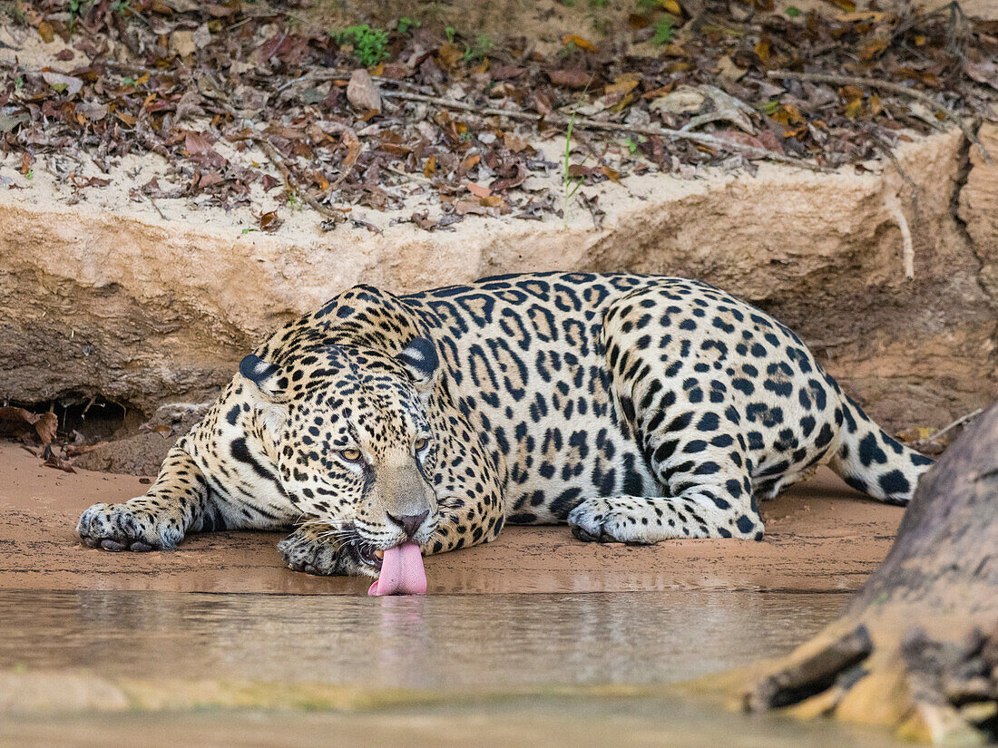 Erwachsener weiblicher Jaguar (Panthera onca), am Flussufer des Rio Tres Irmao, Mato Grosso, Pantanal, Brasilien, Südamerika