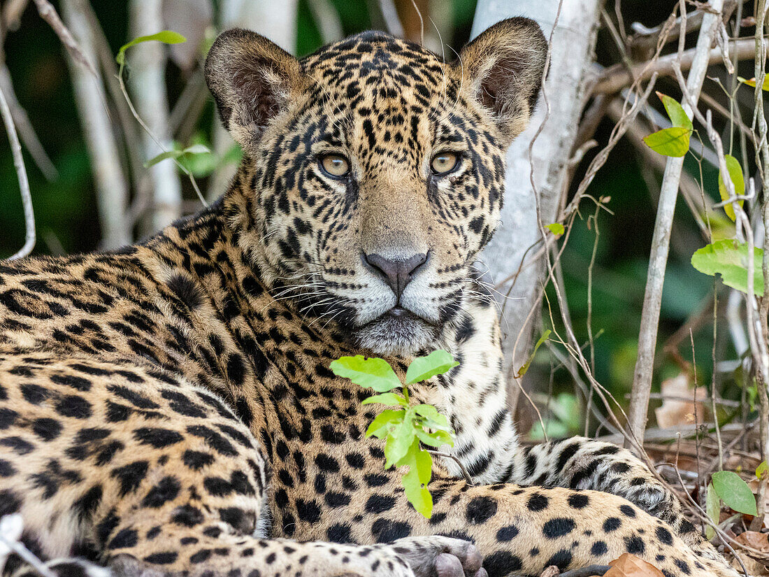 Adult jaguar (Panthera onca), on the riverbank of Rio Tres Irmao, Mato Grosso, Pantanal, Brazil, South America