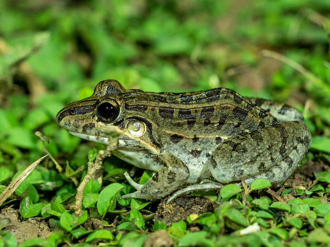 Ausgewachsener Frosch aus der Ordnung Anura, Pouso Allegre, Mato Grosso, Pantanal, Brasilien, Südamerika