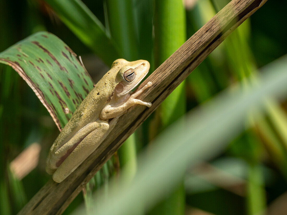 Ausgewachsener Frosch aus der Ordnung Anura, Pouso Allegre, Mato Grosso, Pantanal, Brasilien, Südamerika