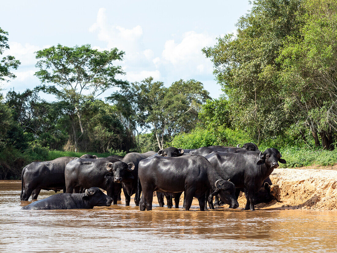 Adult domestic water buffalo (Bubalus bubalis), on the Rio Cuiaba, Mato Grosso, Pantanal, Brazil, South America