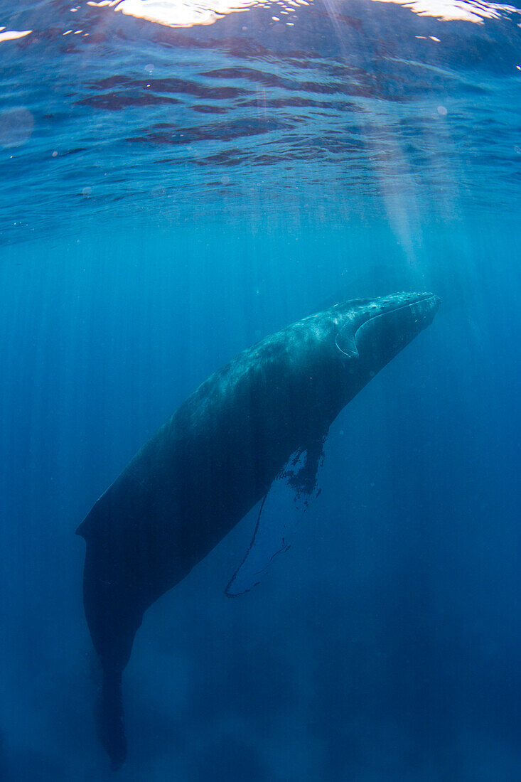 Humpback whale (Megaptera novaeangliae), adult underwater on the Silver Bank, Dominican Republic, Greater Antilles, Caribbean, Central America
