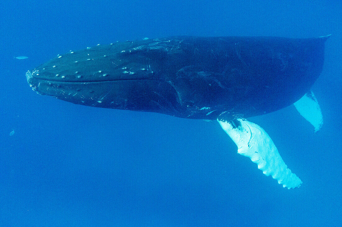 Humpback whale (Megaptera novaeangliae), adult underwater on the Silver Bank, Dominican Republic, Greater Antilles, Caribbean, Central America