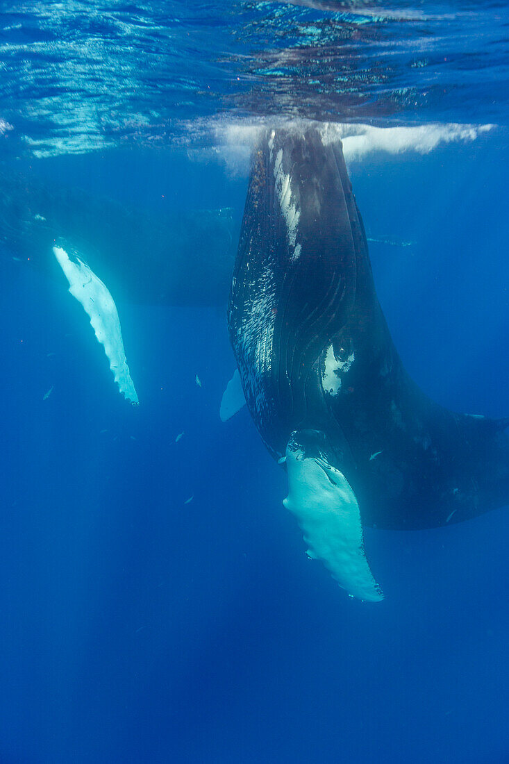 A pair of humpback whales (Megaptera novaeangliae), underwater on the Silver Bank, Dominican Republic, Greater Antilles, Caribbean, Central America