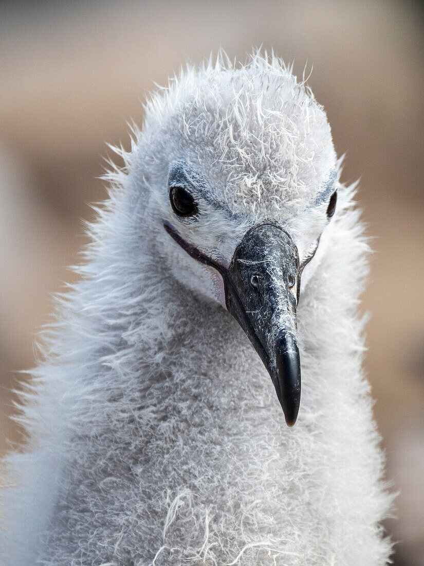 Black-browed albatross (Thalassarche melanophris), chick at breeding colony on Saunders Island, Falklands, South America