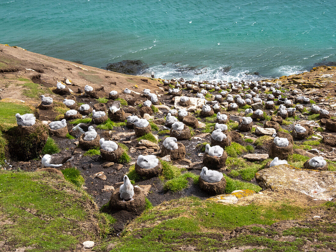 Black-browed albatross (Thalassarche melanophris), chicks at breeding colony on Saunders Island, Falklands, South America