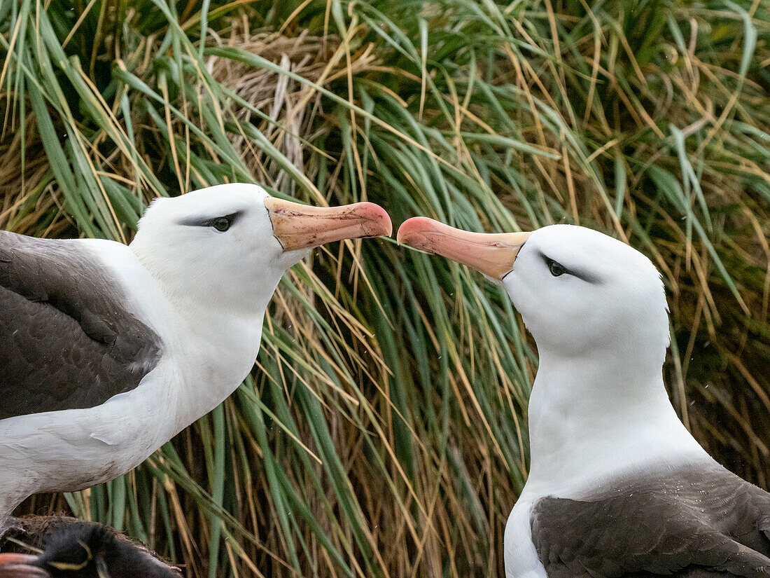 Ausgewachsene Schwarzbrauenalbatrosse (Thalassarche melanophris), in der Brutkolonie auf West Point Island, Falklandinseln, Südamerika