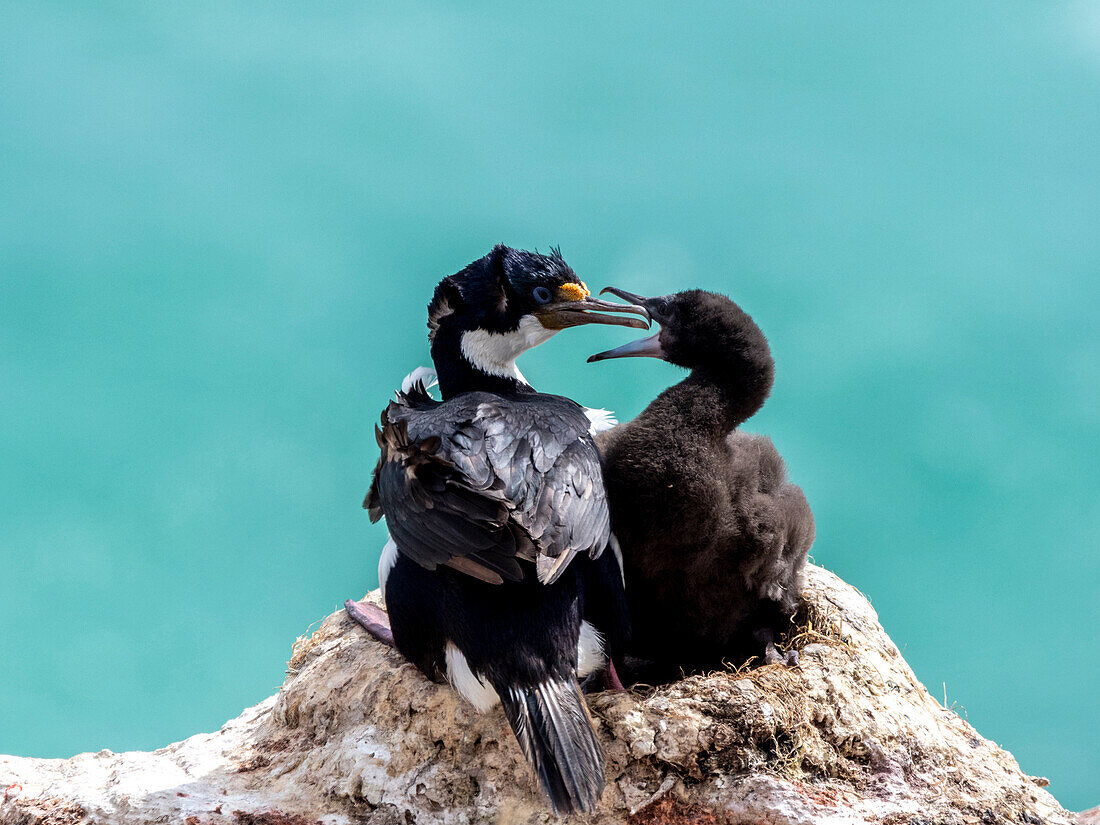 Ausgewachsene Kaiserscharbe (Leucocarbo atriceps), füttert ein Küken in einer Brutkolonie auf Saunders Island, Falklandinseln, Südamerika