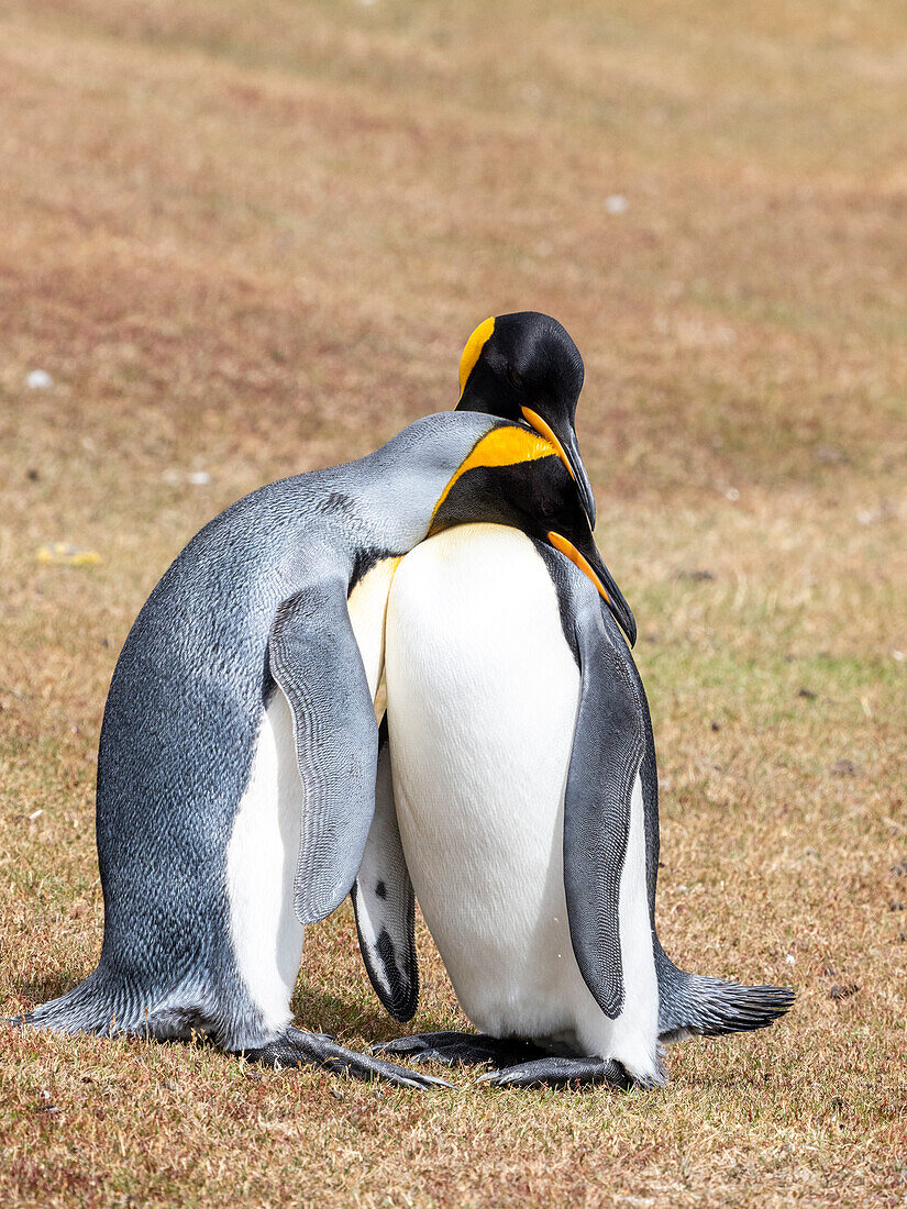 Ein Paar erwachsener Königspinguine (Aptenodytes patagonicus) bei der Balz auf der Saunders-Insel, Falklandinseln, Südamerika