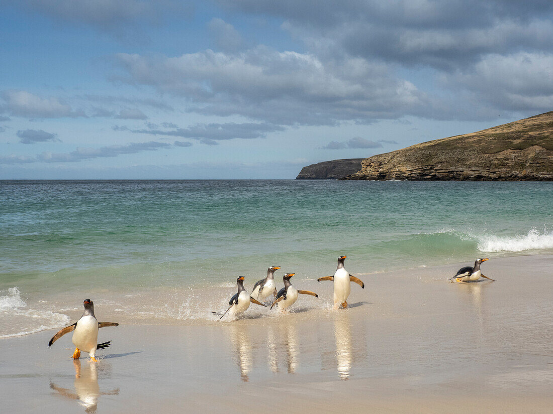 Gentoo penguin (Pygoscelis papua), adults coming back from feeding at sea on the beach at New Island, Falklands, South America