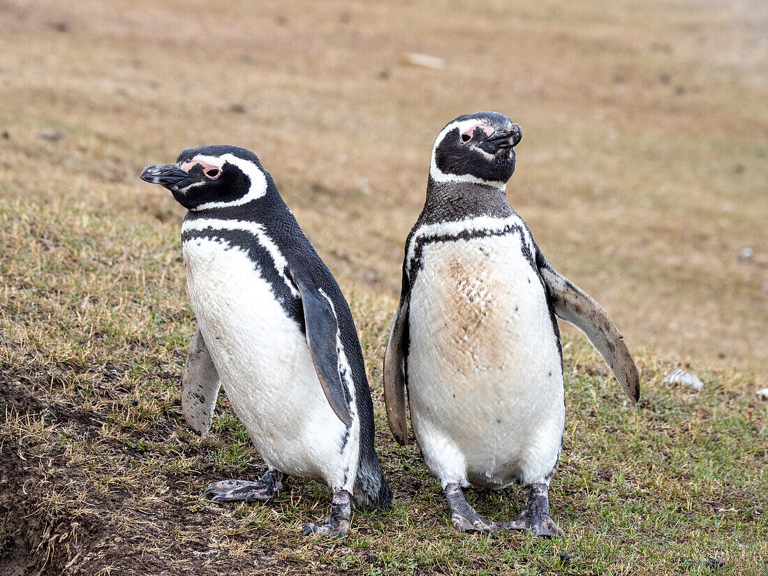 A pair of adult Magellanic penguins (Spheniscus magellanicus), near their burrow at Saunders Island, Falklands, South America