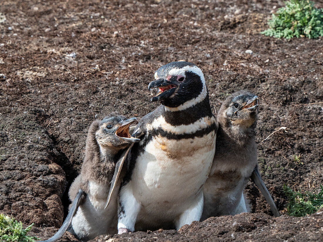 Ausgewachsener Magellanpinguin (Spheniscus magellanicus), der von hungrigen Küken auf New Island, Falklandinseln, Südamerika, bedrängt wird