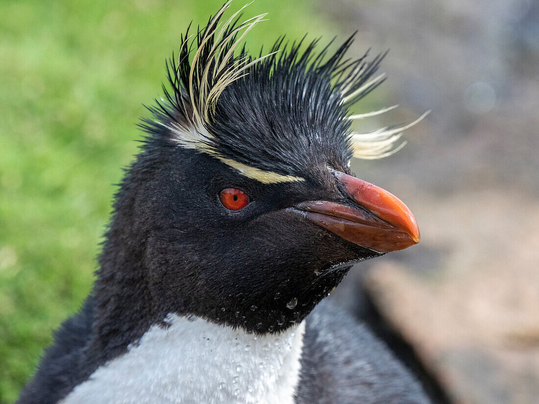 Ausgewachsene Südliche Felsenpinguine (Eudyptes chrysocome), Kopfdetails auf Saunders Island, Falklandinseln, Südamerika