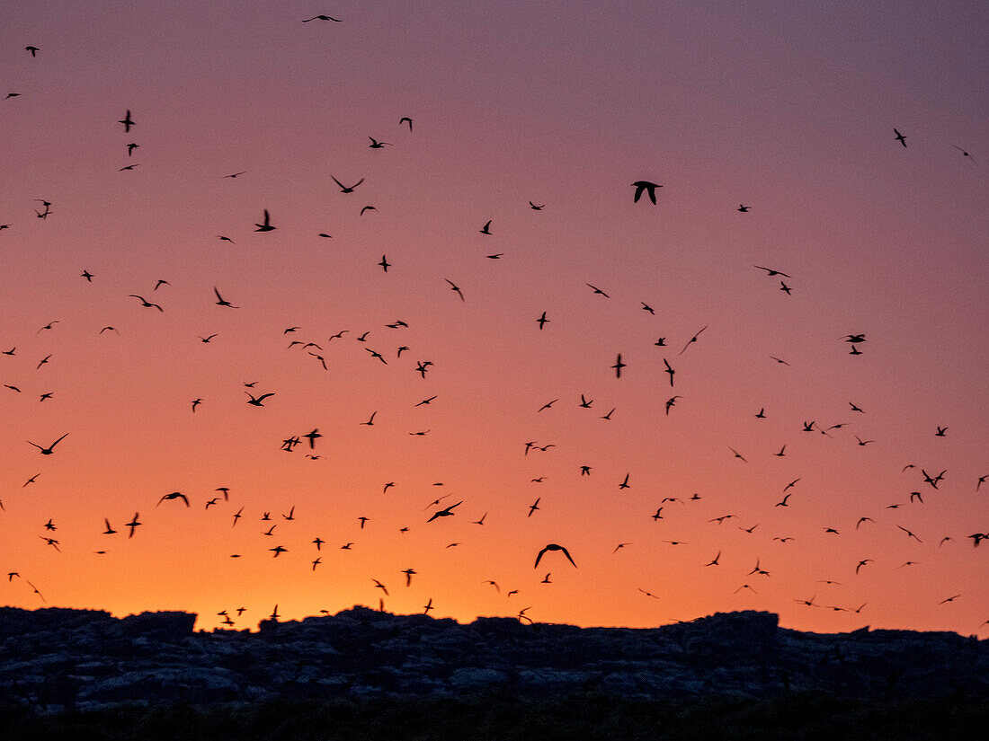 Hunderte von Rußsturmtauchern (Ardenna grisea), die bei Sonnenuntergang auf Kidney Island, Falklandinseln, Südamerika, auf Nahrungssuche gehen