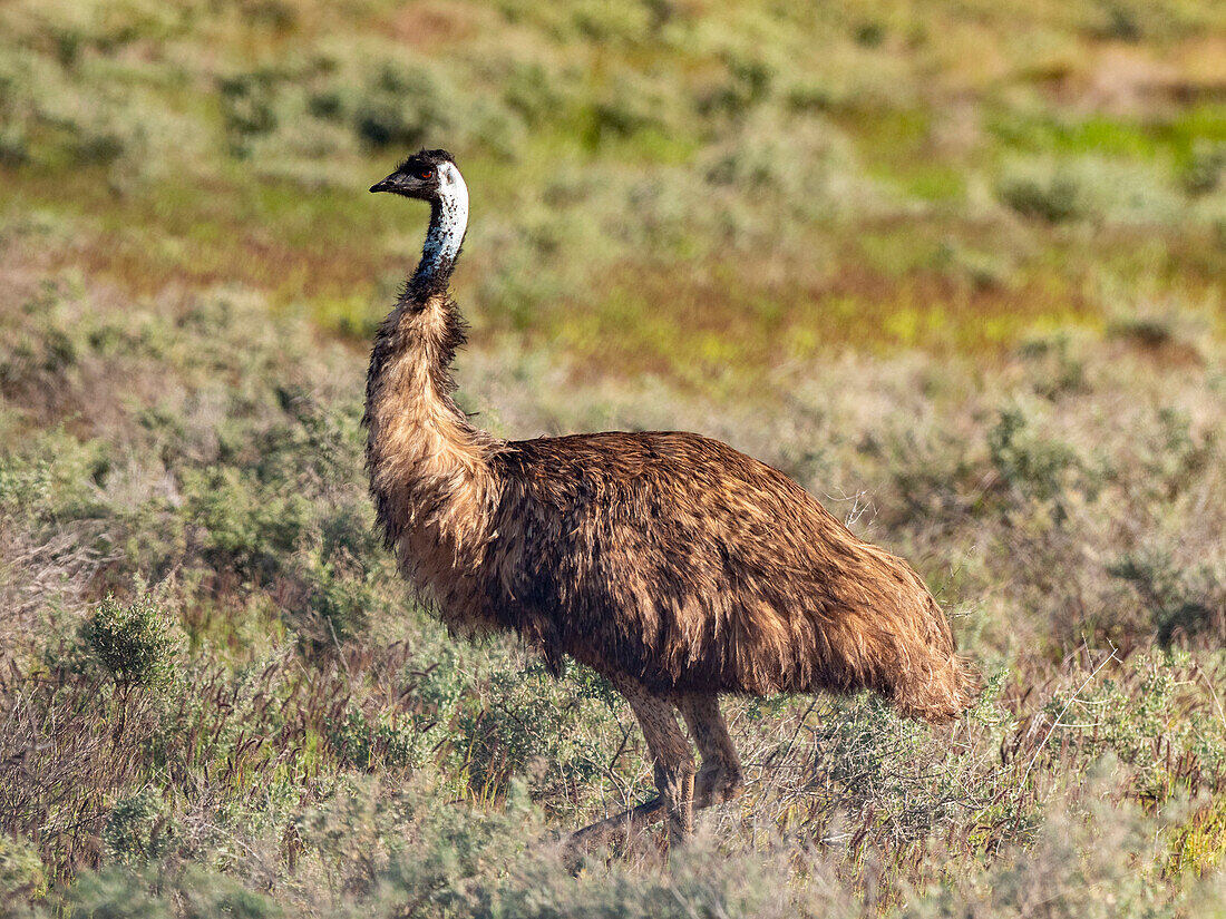 Adult emu (Dramaius novaehollandiae), in the bush at Cape Range National Park, Western Australia, Australia, Pacific