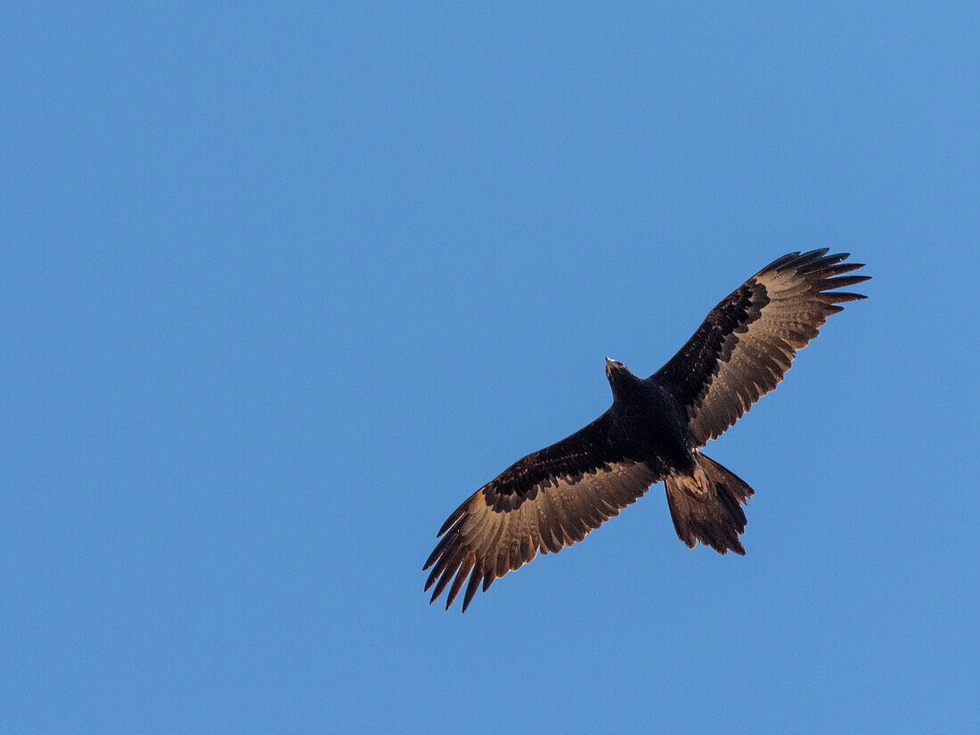 Adult wedge-tailed eagle (Aquila audax), in flight in Cape Range National Park, Western Australia, Australia, Pacific