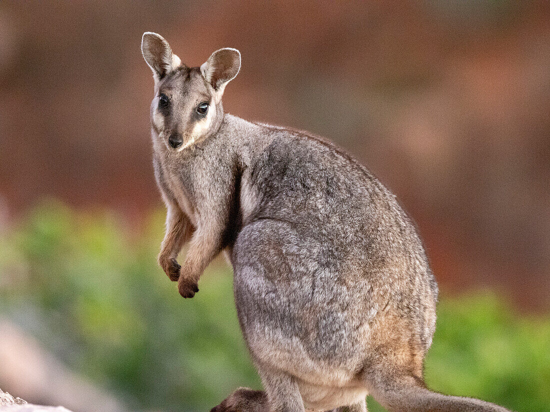 Adult black-footed rock wallaby (Petogale lateralis), in Cape Range National Park, Western Australia, Australia, Pacific