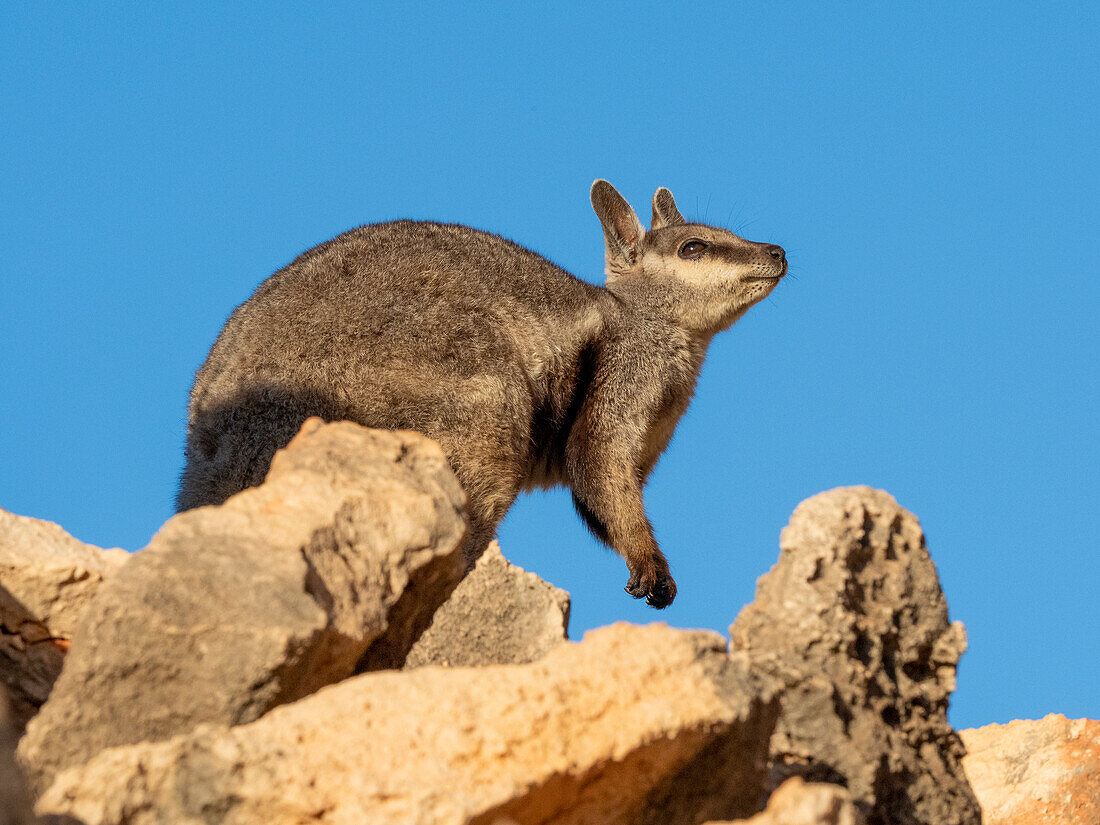 Adult black-footed rock wallaby (Petogale lateralis), in Cape Range National Park, Western Australia, Australia, Pacific