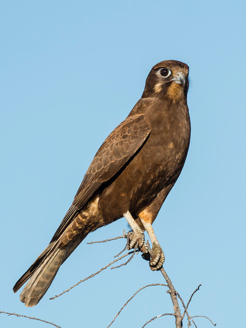 Adult brown falcon (Falco berigora), on perch in Cape Range National Park, Western Australia, Australia, Pacific
