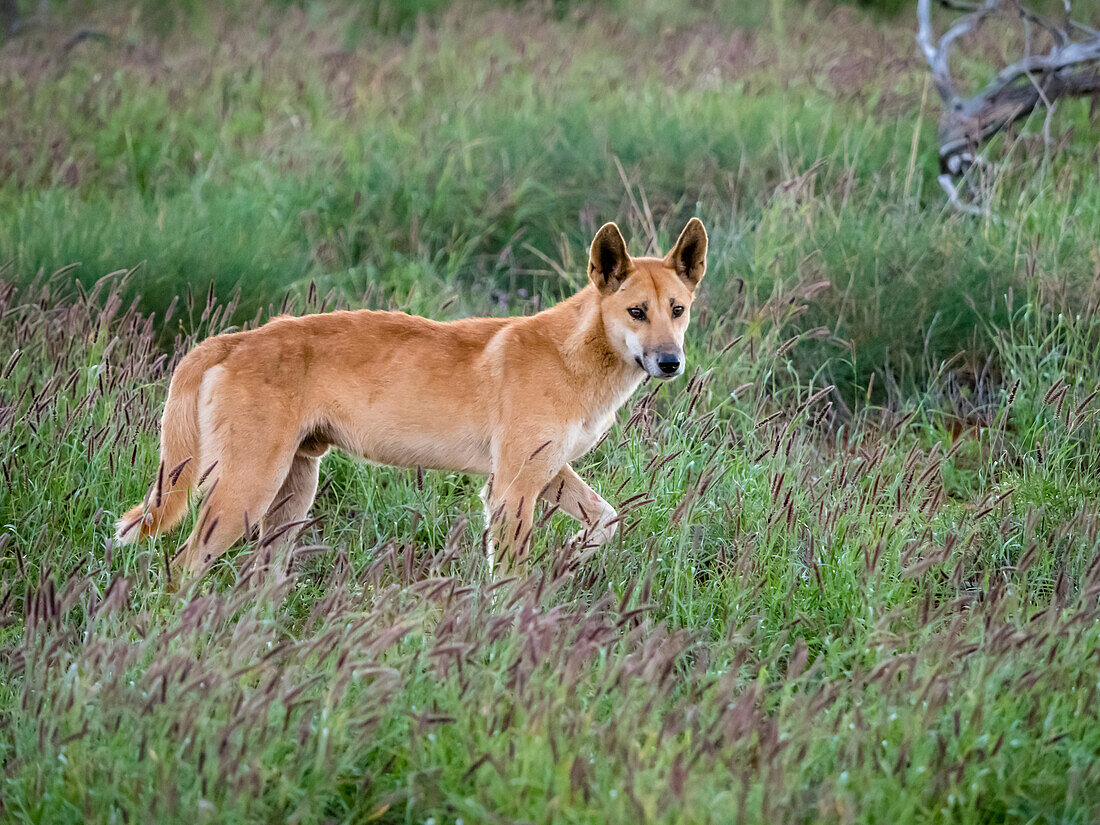 Adult male dingo (Canis lupus dingo), in the bush in Cape Range National Park, Western Australia, Australia, Pacific
