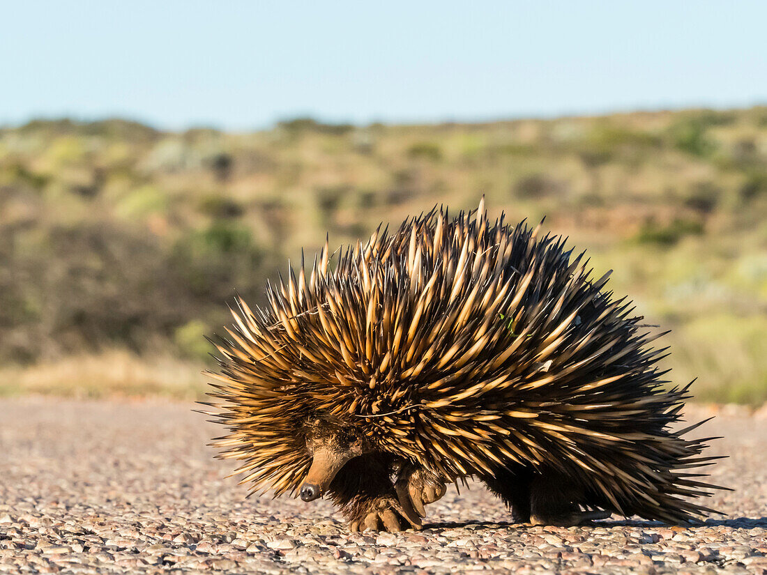 Short-beaked echidna (Tachyglossus aculeatus), crossing the road, Cape Range National Park, Western Australia, Australia, Pacific