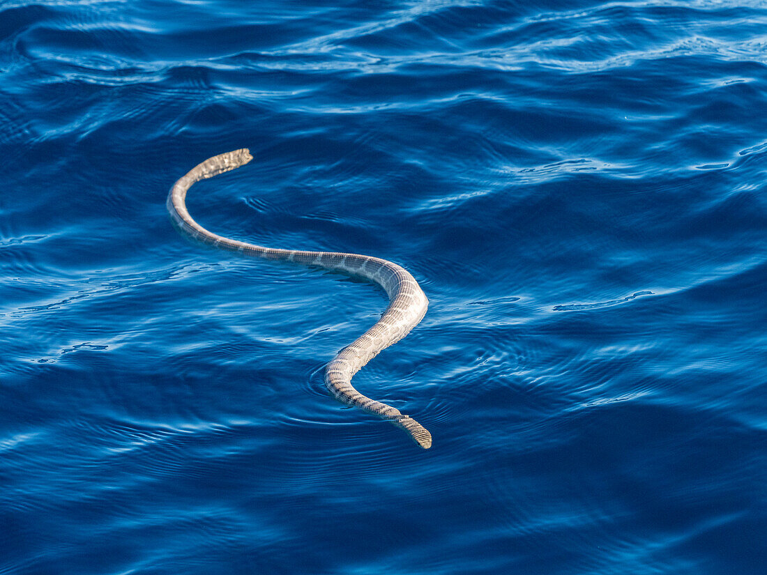 Erwachsene Olivkopf-Seeschlange (Hydrophis major), schwimmend am Ningaloo-Riff, Westaustralien, Australien, Pazifik
