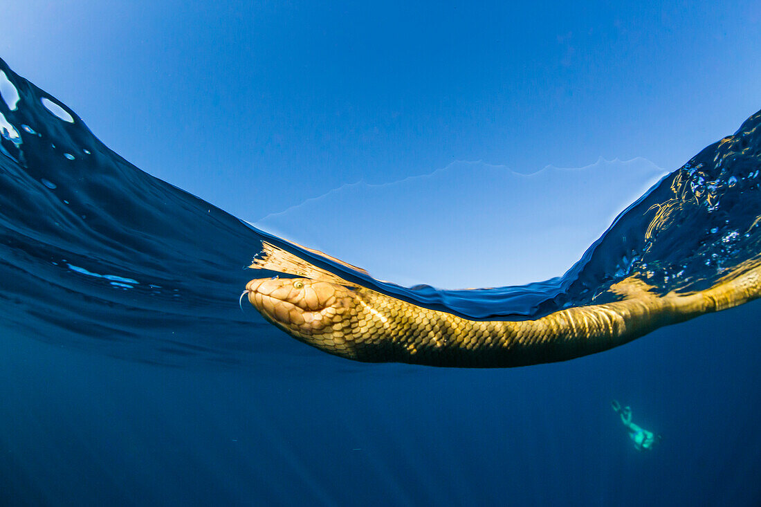 Erwachsene Olivkopf-Seeschlange (Hydrophis major), schwimmend am Ningaloo-Riff, Westaustralien, Australien, Pazifik