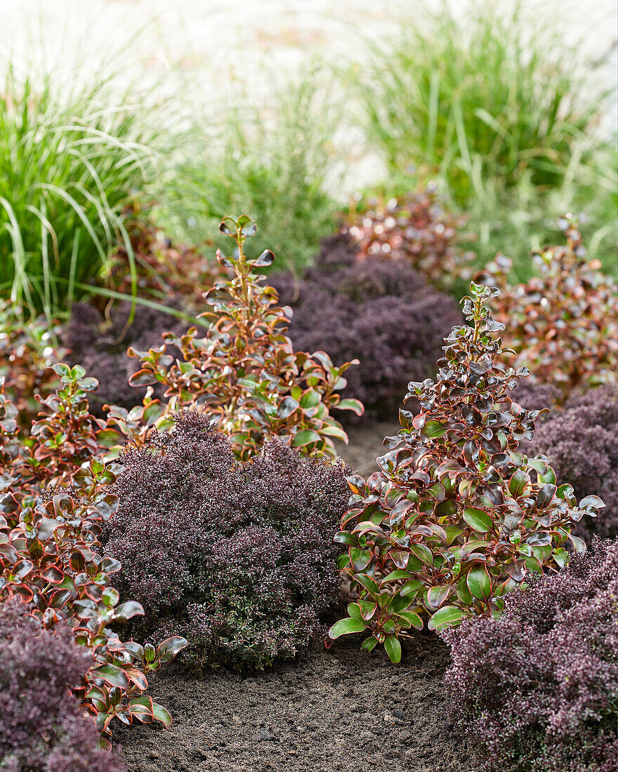 Koprosma (Coprosma repens), Südseemyrte (Leptospermum scoparium ) 'Larouge'