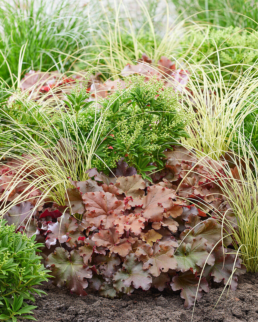 Carex brunnea Jenneke, Heuchera Indian Summer, Pieris