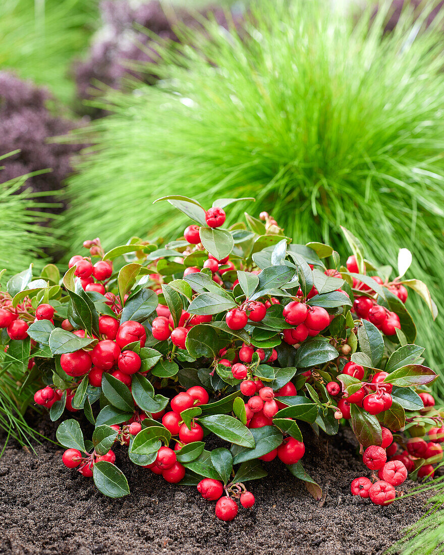 Gaultheria procumbens Red Baron