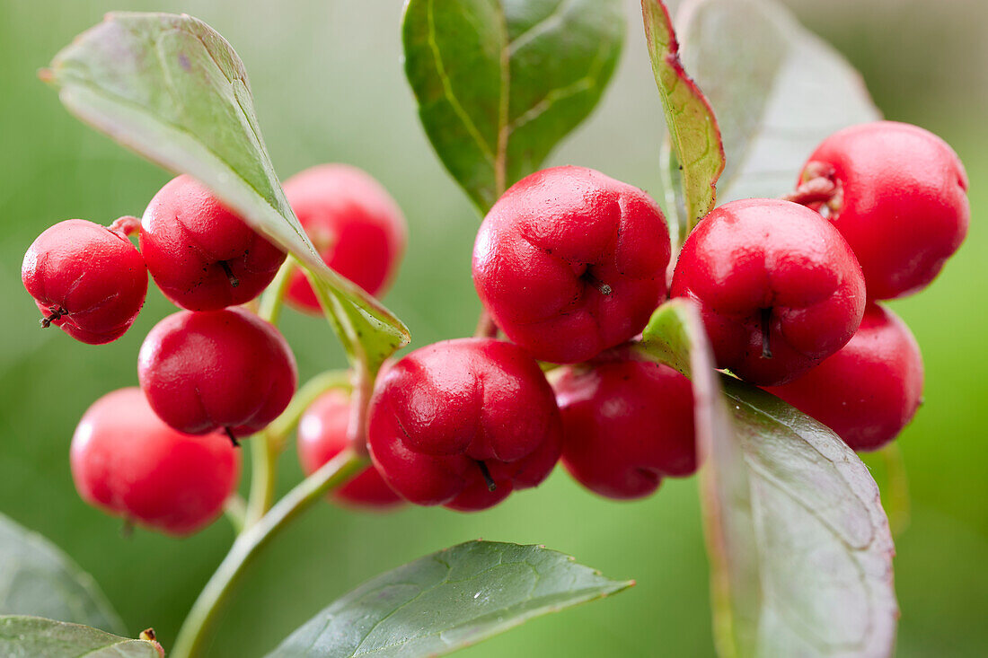 Gaultheria procumbens Red Baron