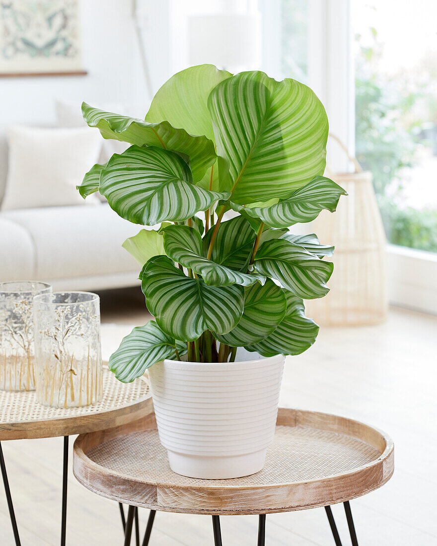 Calathea orbifolia