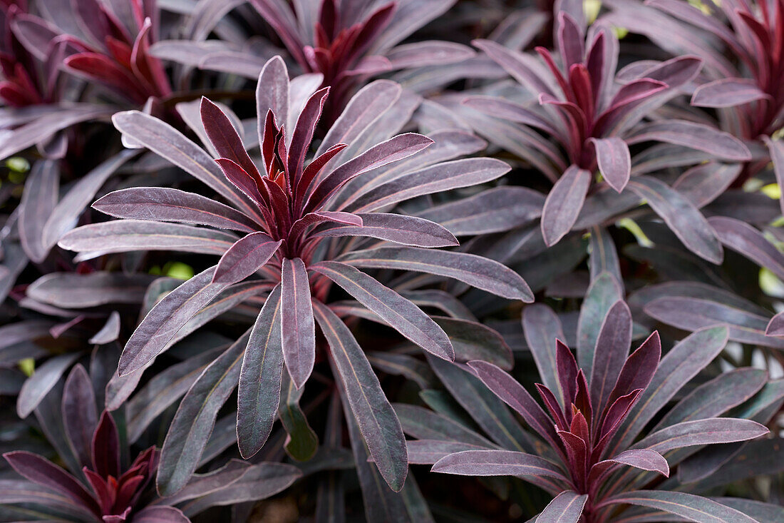 Euphorbia Miner's Merlot, Miners Merlot