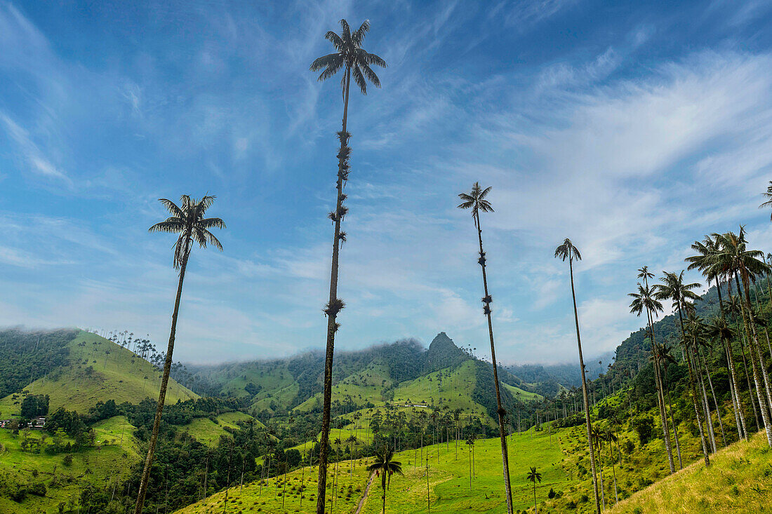 Wachspalmen, größte Palmen der Welt, Cocora-Tal, UNESCO-Welterbe, Kaffee-Kulturlandschaft, Salento, Kolumbien, Südamerika