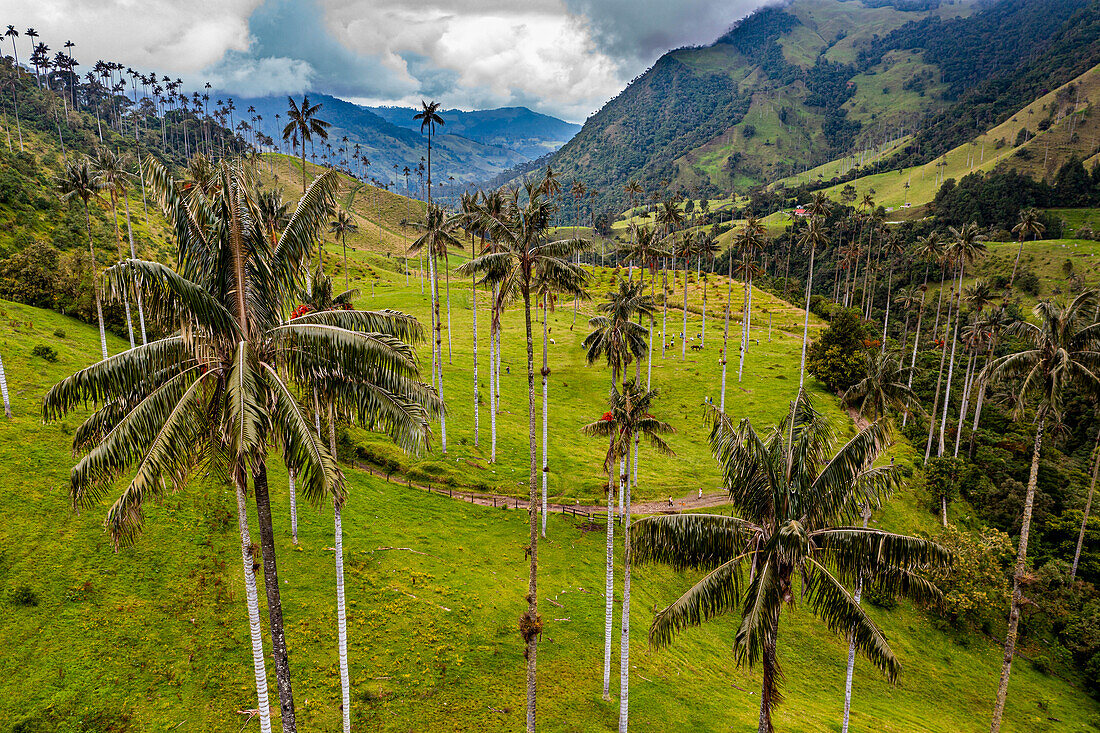 Wachspalmen, größte Palmen der Welt, Cocora-Tal, UNESCO-Welterbe, Kaffee-Kulturlandschaft, Salento, Kolumbien, Südamerika