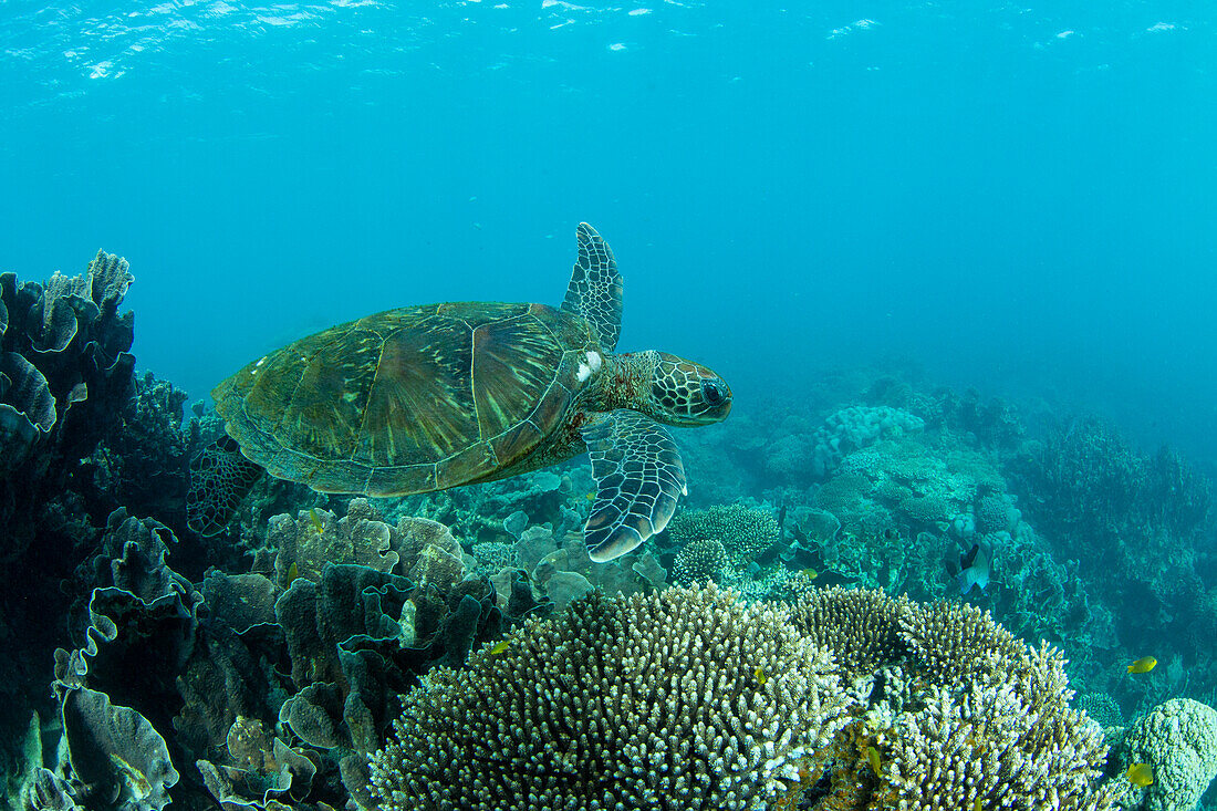 Ausgewachsene Grüne Meeresschildkröte (Chelonia mydas), unter Wasser in der Coral Bay, Westaustralien, Australien, Pazifik